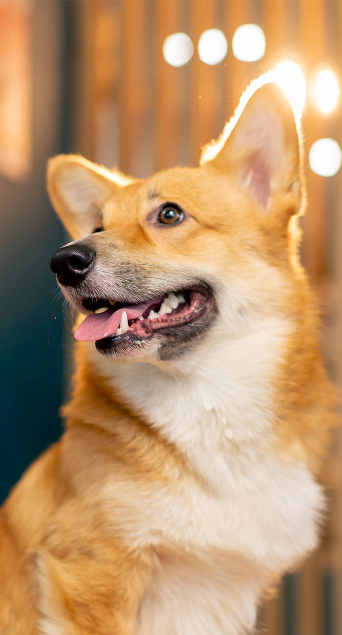 home-dog-friendly